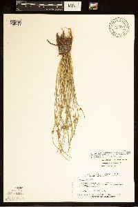 Schoenoplectiella smithii image