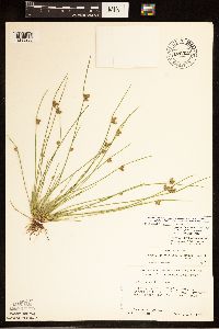 Schoenoplectiella smithii image
