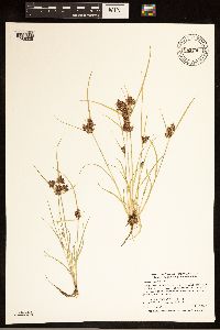 Cyperus diandrus image