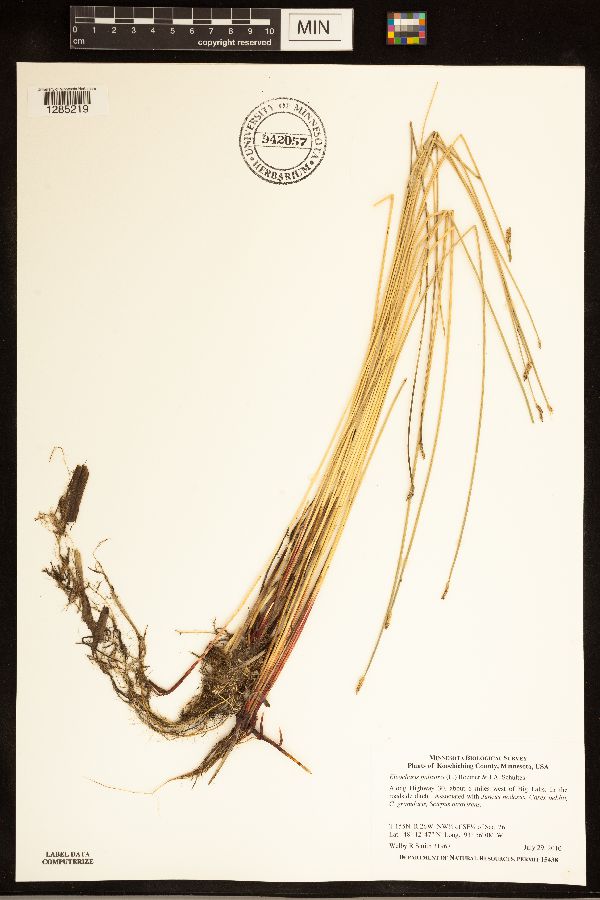 Eleocharis palustris image