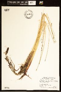 Eleocharis palustris image