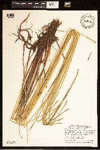 Eleocharis palustris image
