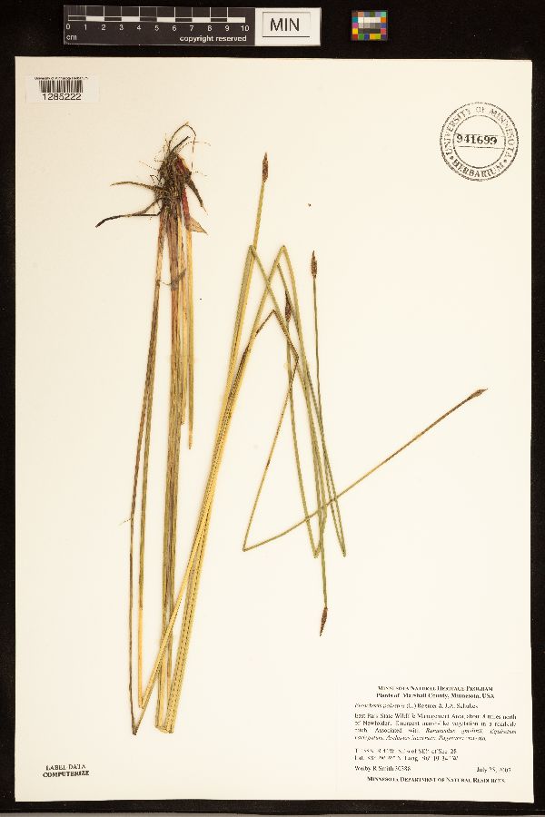 Eleocharis palustris image