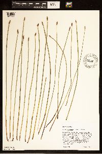 Image of Eleocharis mamillata
