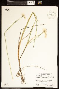 Eriophorum tenellum image