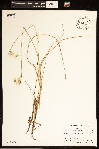 Eriophorum gracile image