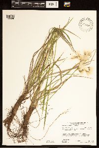 Eriophorum viridicarinatum image