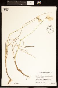 Eriophorum gracile image