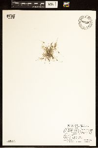 Lipocarpha micrantha image