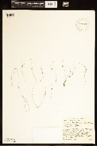 Lipocarpha micrantha image