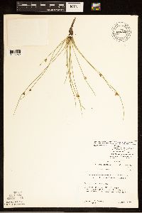 Schoenoplectiella smithii image