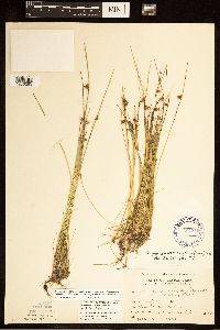 Schoenoplectiella smithii image