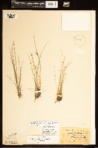 Schoenoplectiella smithii image
