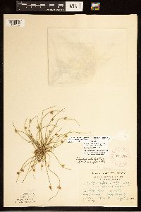 Schoenoplectiella smithii image