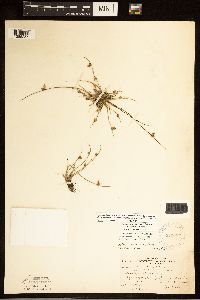 Schoenoplectiella smithii image