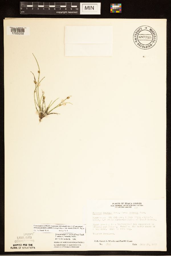 Schoenoplectiella smithii var. setosa image