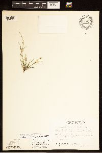 Schoenoplectiella smithii image