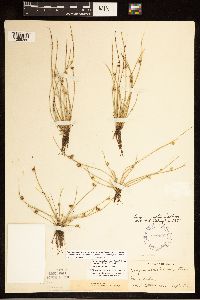 Schoenoplectiella smithii image