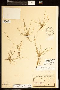 Schoenoplectiella smithii image