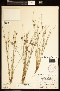 Schoenoplectiella smithii image