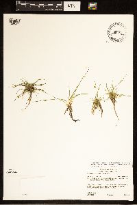 Schoenoplectiella smithii image