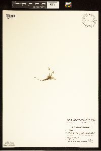 Schoenoplectiella smithii image