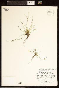 Schoenoplectiella smithii image