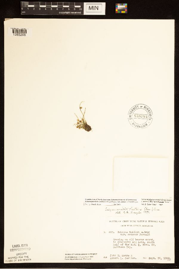 Schoenoplectiella smithii image