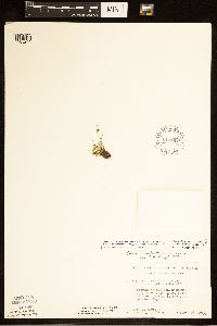 Schoenoplectiella smithii var. setosa image