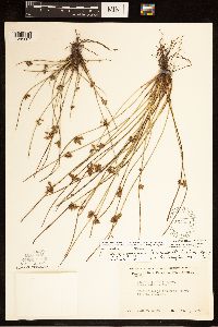 Schoenoplectiella smithii image