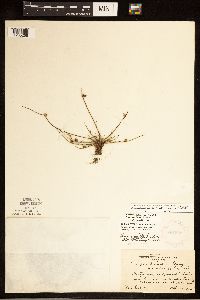 Schoenoplectiella smithii image