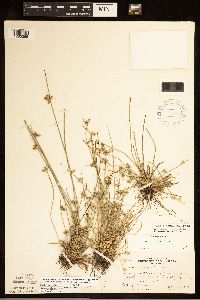 Schoenoplectiella purshiana image