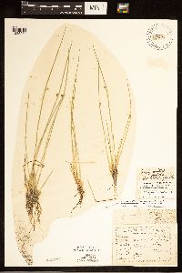 Schoenoplectiella smithii image