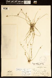 Schoenoplectiella smithii image
