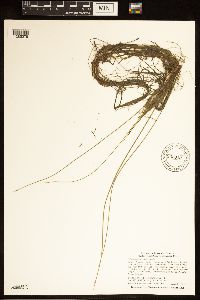 Schoenoplectus subterminalis image