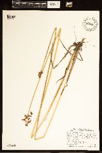 Schoenoplectus tabernaemontani image