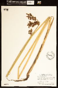 Schoenoplectus tabernaemontani image