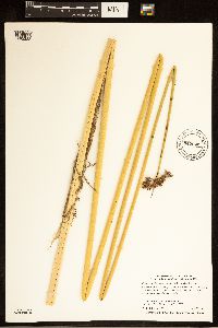 Schoenoplectus acutus image