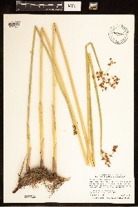 Schoenoplectus tabernaemontani image