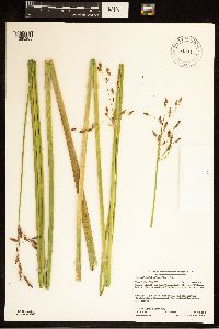 Schoenoplectus heterochaetus image