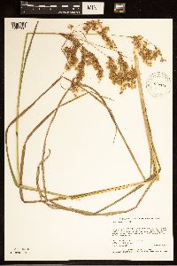 Scirpus pedicellatus image