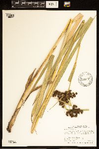 Scirpus atrovirens image