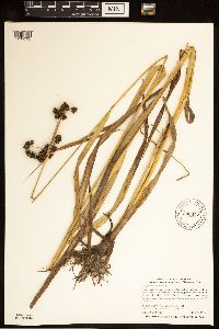 Scirpus atrovirens image