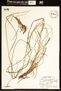 Scirpus pedicellatus image