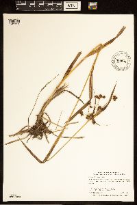 Scirpus atrovirens image