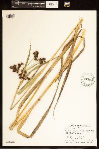 Scirpus atrovirens image
