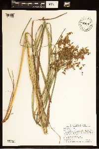 Scirpus pedicellatus image