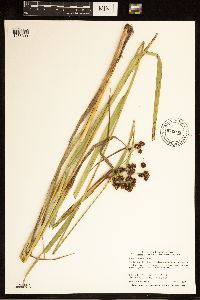 Scirpus atrovirens image