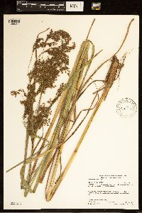 Scirpus atrocinctus image