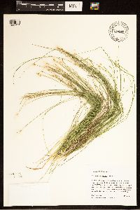 Trichophorum alpinum image